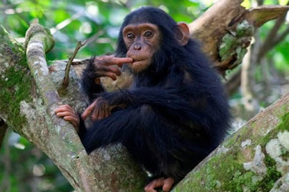 Kyambura Gorge Chimpanzee